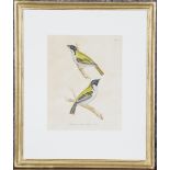 William Lizars (engraver) - 'Meliphaga Atricapilla' (Birds), ten 19th century ornithological