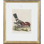 William Lizars (engraver) - 'Upupa Capensis' (Birds), ten 19th century ornithological engravings
