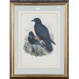 John Gould and Henry Constantine Richter - 'Corvus Corone' (Birds), 19th century stone lithograph