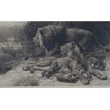 Herbert Dicksee - 'Danger' (Family of Lions), etching, published by Arthur Tooth & Sons circa