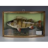 A mid-20th century taxidermy specimen of a perch, probably preserved by Griggs for J. Cooper & Sons,