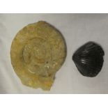 A fossilised ammonite 9 1/2" diameter and a fossil scallop shell (2)