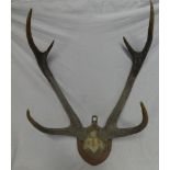 A pair of stags antlers 35" high mounted on a mahogany shield