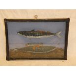 A pair of stuffed mackerel within scenic glazed rectangular case (af)