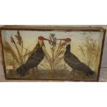 An unusual old taxidermy stuffed pair of red-headed ibis within scenic glazed rectangular case,