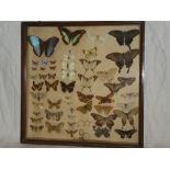 A glazed display case containing a collection of preserved butterflies