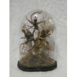 A Victorian taxidermy display of four exotic birds on scenic oval base within a glass display dome,