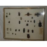 A modern display case containing a collection of preserved beetles and bugs