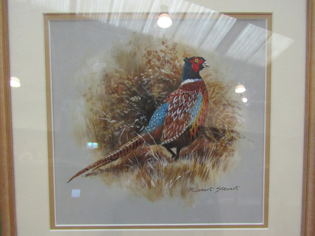 ROBERT STEWART (XX/XXI): A framed and glazed acrylic on paper of a pheasant.