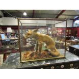 A taxidermy 'Cased Young Fox' by Norwich taxidermist, in naturalistic setting,