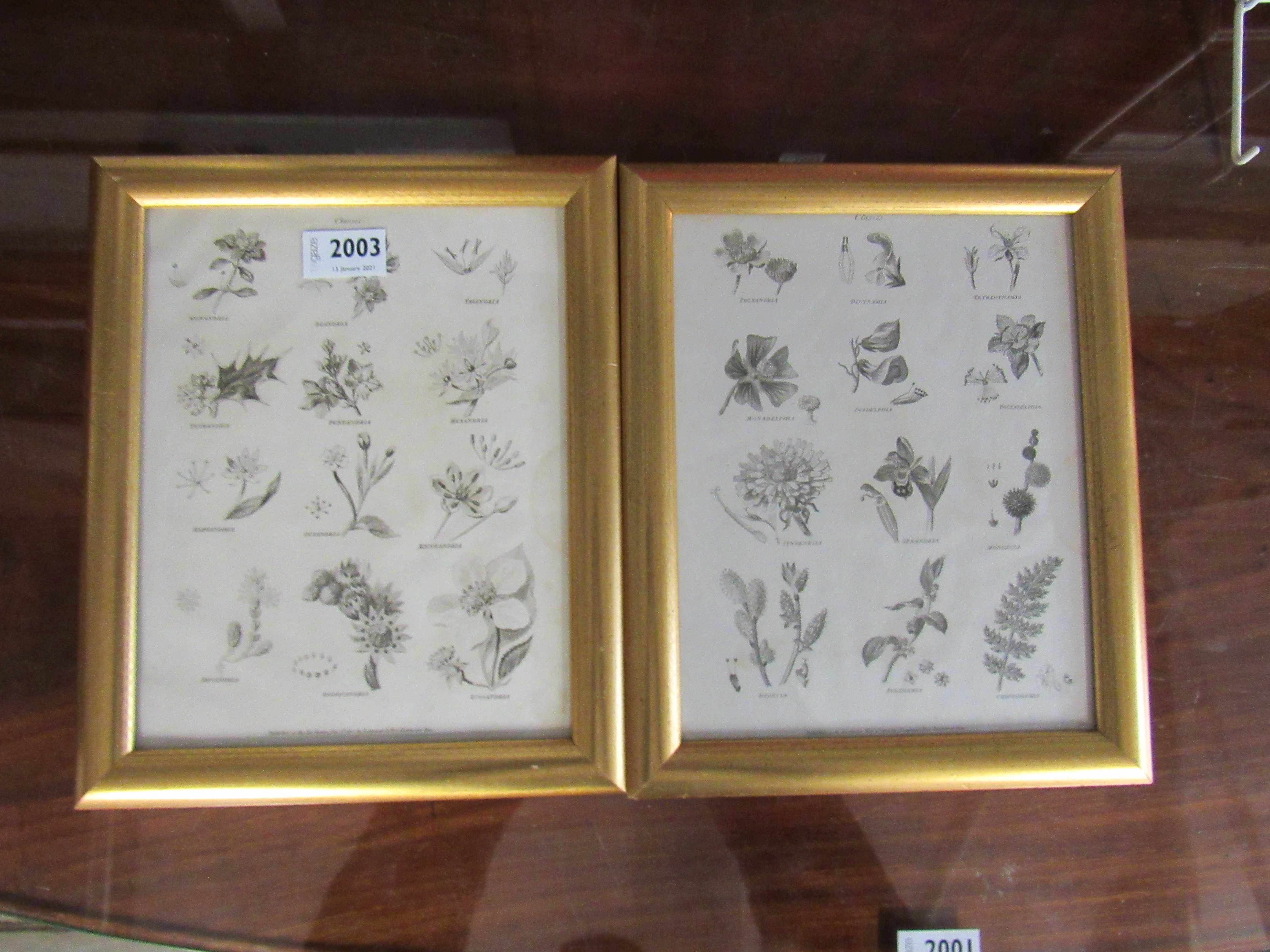 A pair of Georgian black and white botanical prints,