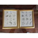 A pair of Georgian black and white botanical prints,