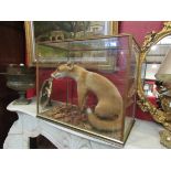 A taxidermy 'Cased Young Fox' by Norwich taxidermist, in naturalistic setting,