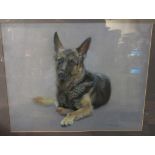 ROBERT HUNT (1934-2014) A framed and glazed pastel on paper of a German Shepherd dog. Signed.
