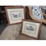 A pair of 19th Century hand coloured prints of sea birds,