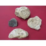 Four ammonites,