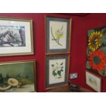 Two framed and glazed floral specimen prints "Cereus" and "Magnolia",