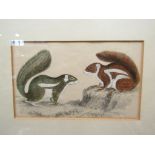 A late 19th Century coloured etching red squirrels, gilt framed and glazed,