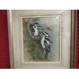 ANDREW OSBORNE (20th Century): Bird Study pair of nesting woodpeckers, watercolour, 22cm x 18.