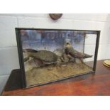 A cased pair of taxidermy specimen ringed plovers in naturalistic setting,