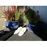 Two blue glazed planted pots