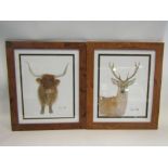 Two framed and glazed prints of a Stag and Highland cow,