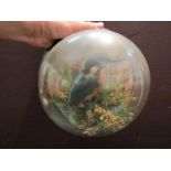 A specimen king fisher in domed globe display wall hanging