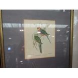 Three framed and glazed coloured prints after engraving plates of exotic birds,