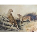 A modern oil painting of Cheetahs, signed Berrisford Hill, framed,