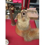 A taxidermy fox head and tail on shield plaque and a small horn