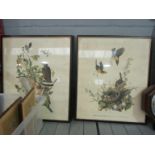 Three early 20th Century bird prints,
