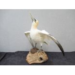 A taxidermy of a Gannet on naturalistic log base