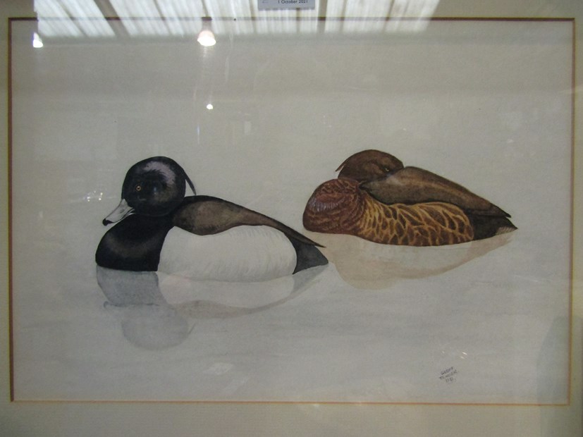 GEOFF TRINDER; A watercolour depicting duck in water, signed and dated lower right,