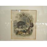 After J. Stewart, an early 19th Century land-coloured print of jungle animals, 14cm x 11.