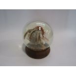 A hermit crab in display globe on stand