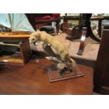 A taxidermy stoat on naturalistic base