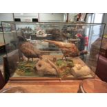 A cased specimen display of pheasants a/f,