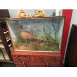 A taxidermy pheasant in naturalistic setting, cased,