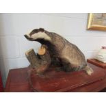 A taxidermy specimen Badger, woodworm damage,