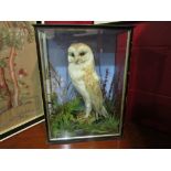 A cased taxidermy Barn Owl by W. Lowne (Great Yarmouth) circa 1881, 44cm high x 33cm wide x 17.