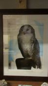 A framed and glazed limited edition print of a Snowy Owl signed Chris Hartnell, 3/250.