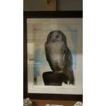 A framed and glazed limited edition print of a Snowy Owl signed Chris Hartnell, 3/250.