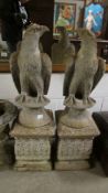 A pair of eagle garden statues. ****Condition report**** Eagle height 62.5cm.