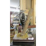Taxidermy - a woodpecker.