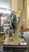 Taxidermy - a woodpecker.