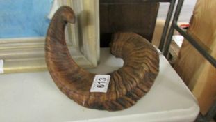 Taxidermy - an animal horn.