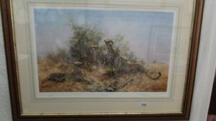 A framed and glazed signed limited edition print by David Shepherd entitled 'Cheetah', 186/350.