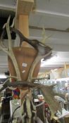 Taxidermy - various antlers.