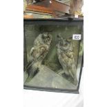 Taxidermy - a cased pair of long eared owls (one is missing an eye but it is in the case.