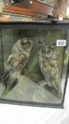 Taxidermy - a cased pair of long eared owls (one is missing an eye but it is in the case.